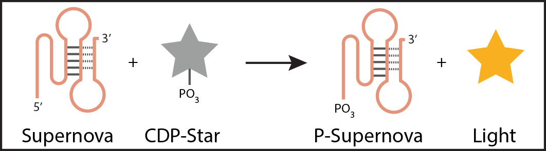 Supernova: a deoxyribozyme that catalyzes a chemiluminescent reaction